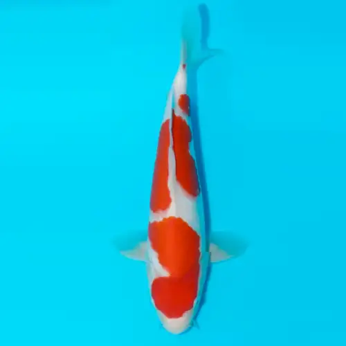 Koi Ocver £200