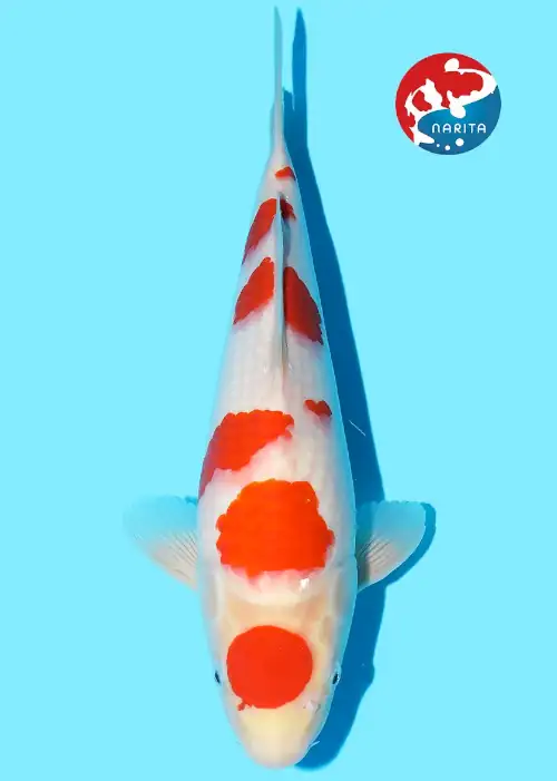 Kohaku Kondo Tosai with Azukari NN0183