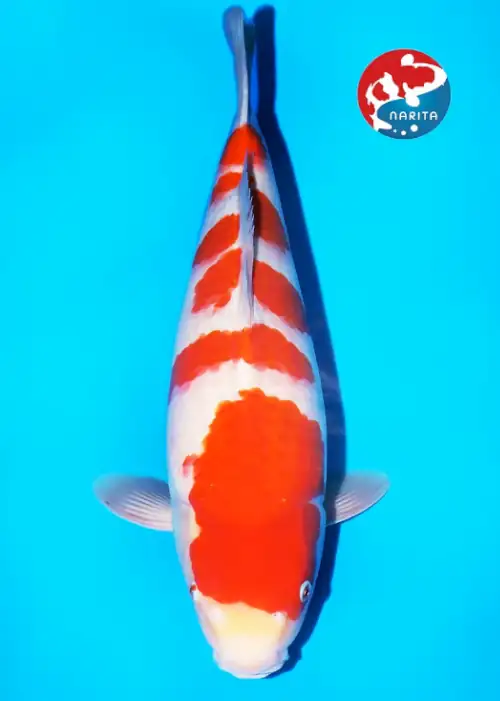 Matsue Nisai Kohaku NN0186