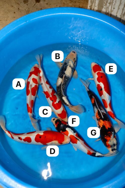 Takahashi Mix NN0060