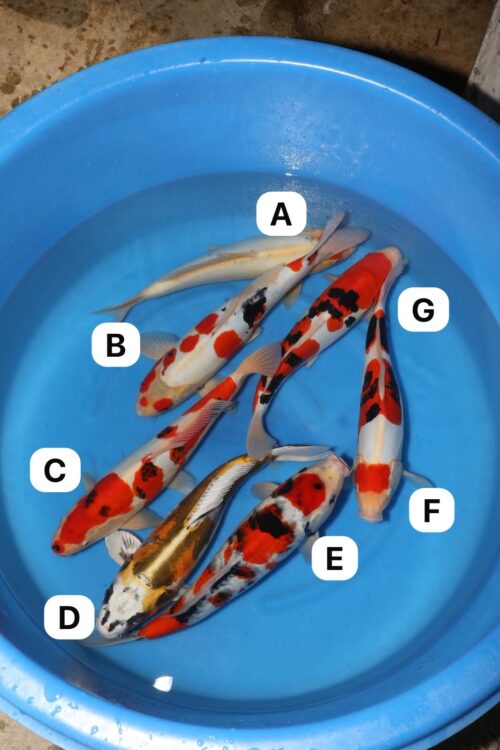 Takahashi Mix NN0061