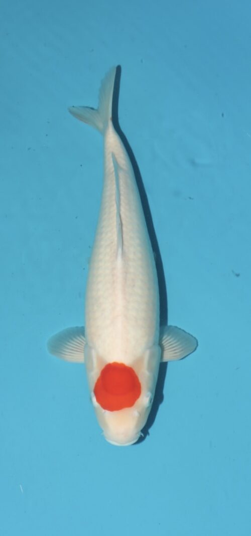 Tancho Kohaku NN0050