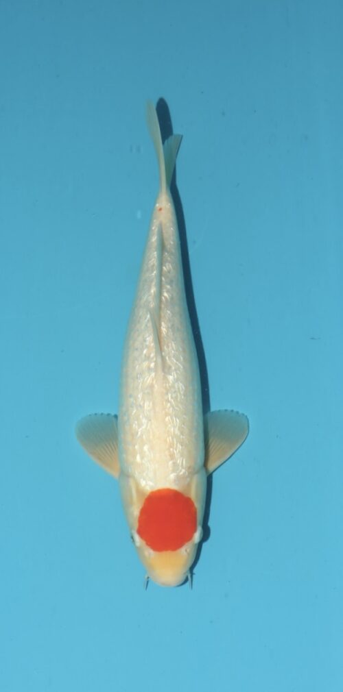 Gin Rin Tancho Kohaku NN0051