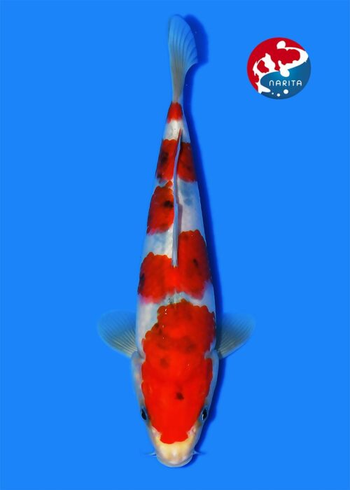 Sanke with Azukari NN0074