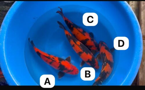 Hi Utsuri Mix NN0075