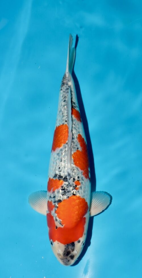 Gin Rin Goshiki NN0066