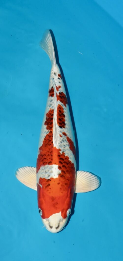 Yamatonishiki (scaled) NN0067