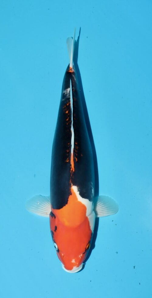 Beni Kumonuryu NN0063