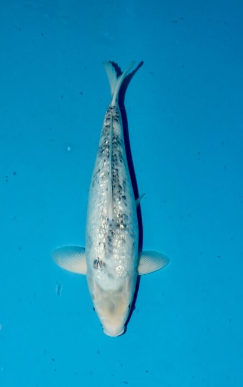 Gin Rin Matsukawabake NN0065